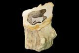 Tall, Polished Petrified Wood (Sequoia) Stand-up - Oregon #162879-1